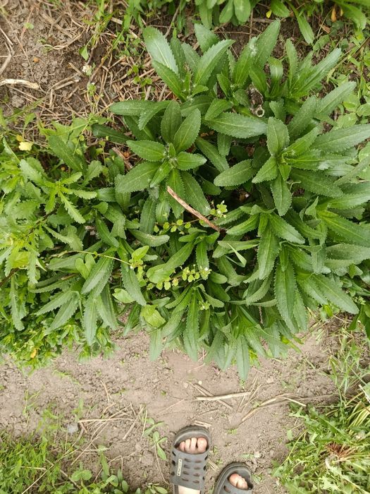 Продам большие кусты крупной белой помашки