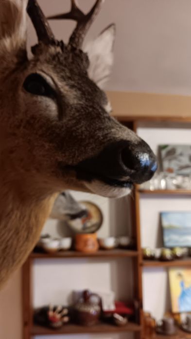 Препарирани сръндак 2бр.