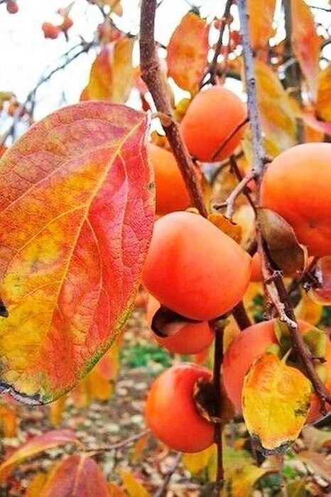 Kaki 10 soiuri rezistente la ger și ne astringente