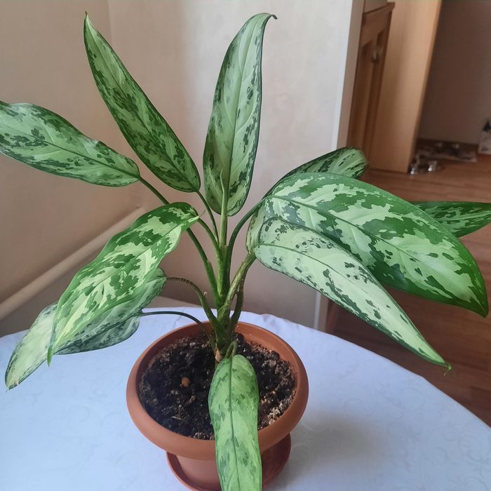 Комнатные растения