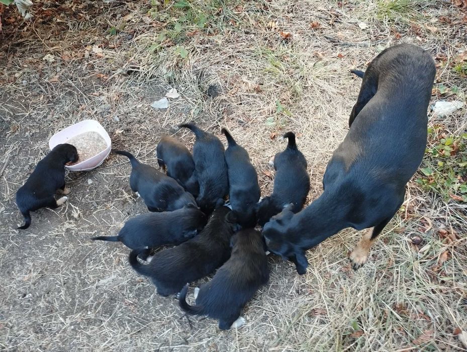 Подаряват се кученца