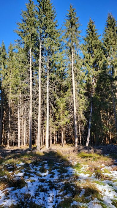 Teren de vânzare Șaru Dornei 2euro / mp