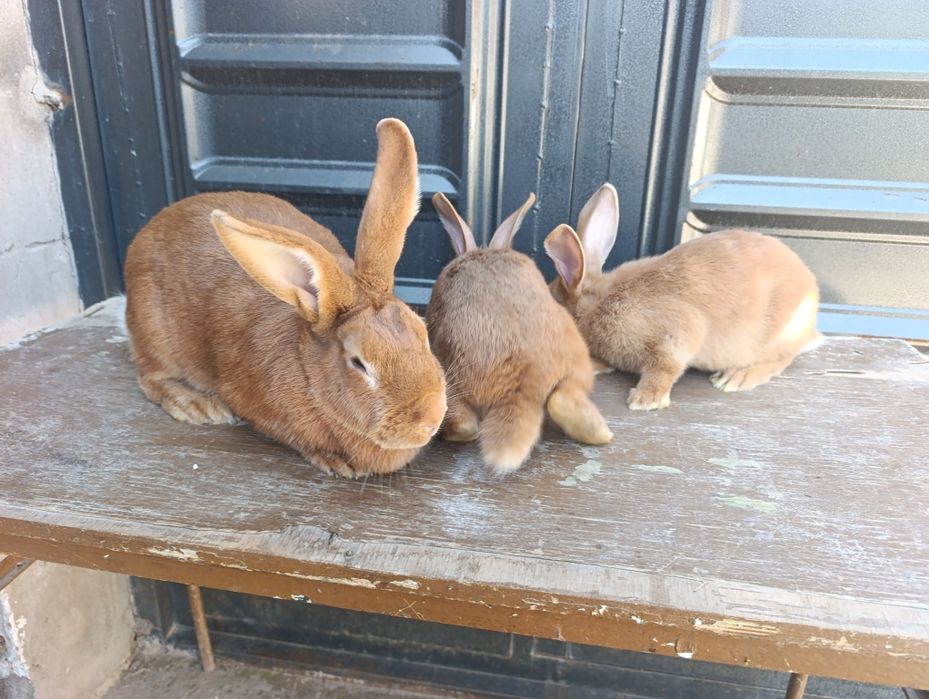 Burgunt quyon bolalari sotiladi