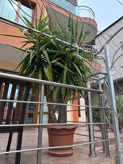 Цвете Юка Yucca elephantipes
