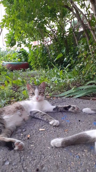 Отдадим в очень добрые руки котика и кошечку