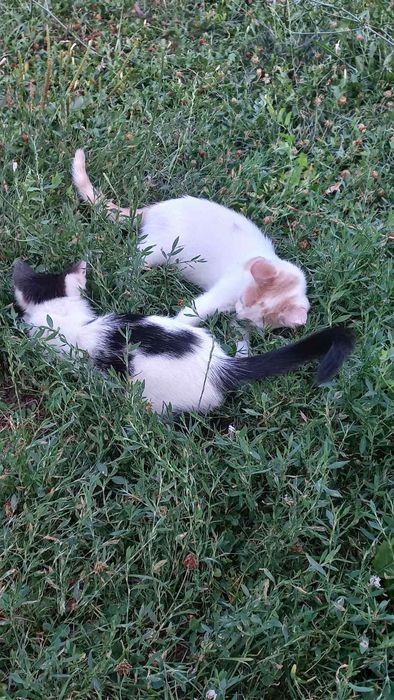 Подарявам 2 котета