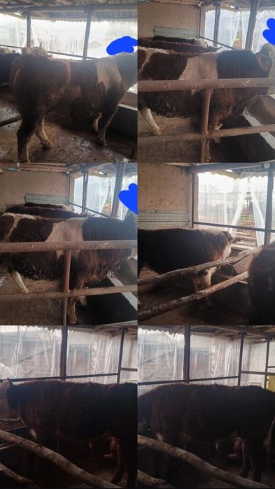 Boqma paroda buqalar smental va grendort narxini telefonda belgilanadi