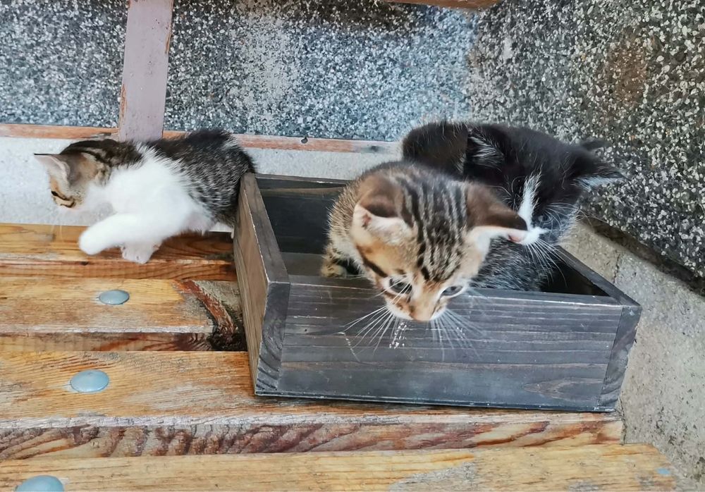 Подарявам котенца