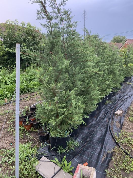 Leylandii -2m+…….110lei …ghiveci 20 litri