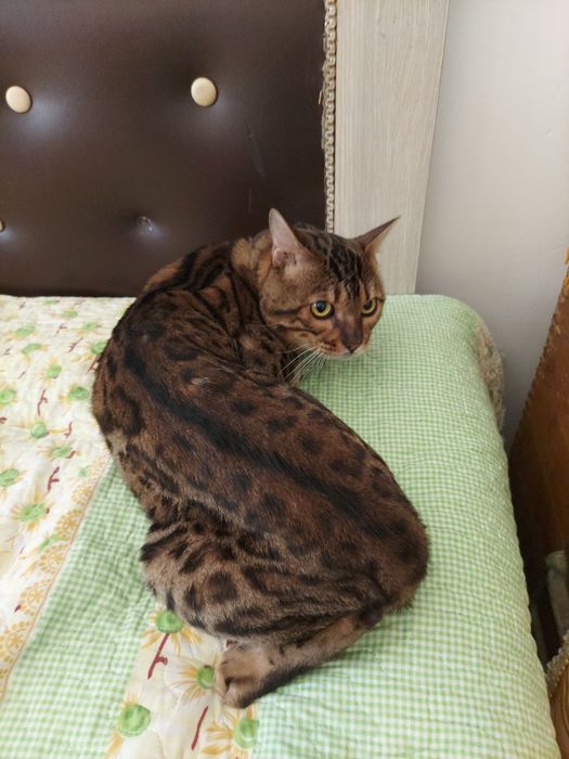 Бенгальский кот на вязку