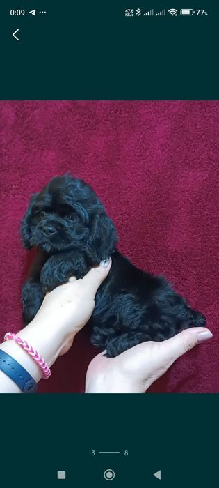 Клубные американские кокер спаниели