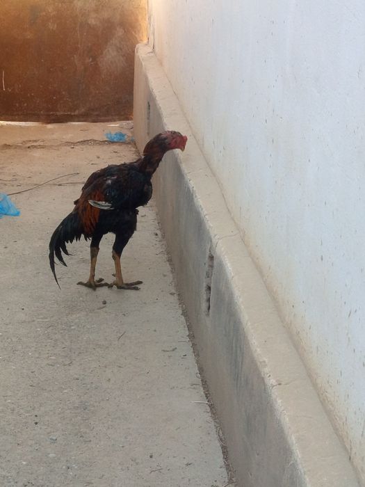 Dakang xuroz sotiladi sogʻligi hammasi joyida yep ichishga garantiya