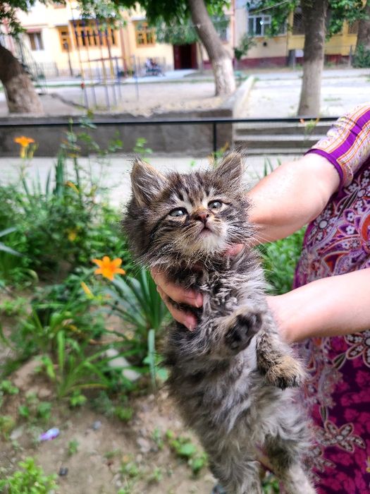 Маленький котёнок