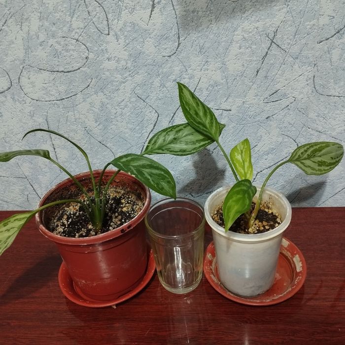 Комнатное растение Аглаонема , детки.