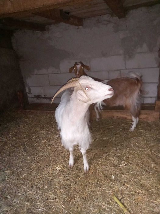 Capre de vanzare 16 LEI KG . com.Garbovi Jud. Ialomita