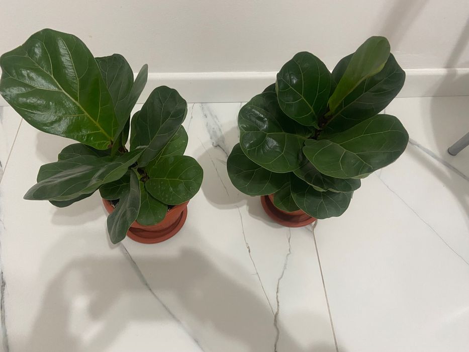 Фикус Лирата, высота 40 см