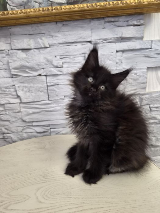 Мейн-  кун котенок