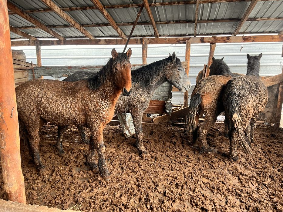 Соғым. Жылкы. Жас мал