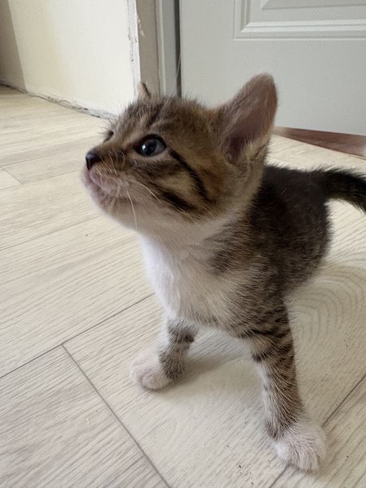 Милые котёнок в добрые руки