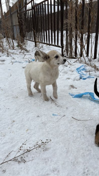 Щенки  девочки 4 шт