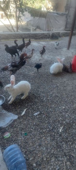 Куёнлар Гигант бор