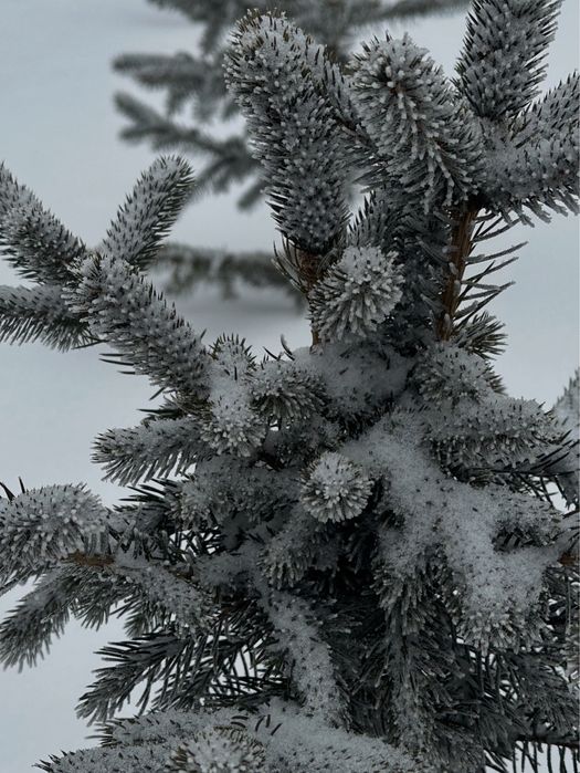 Ель голубая , ель сибирская