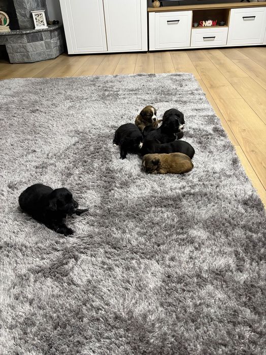 Donez pui de cățel