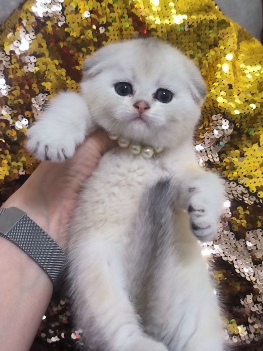 Котята от правильной вязки