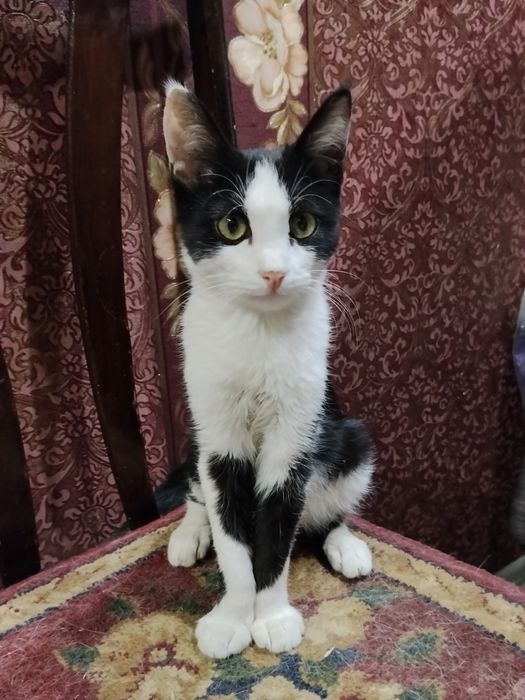 отдам кота в хорошие ручки