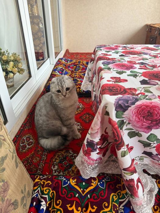 Продается кошка девочка