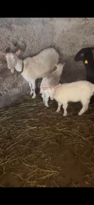 Теке коза молодые