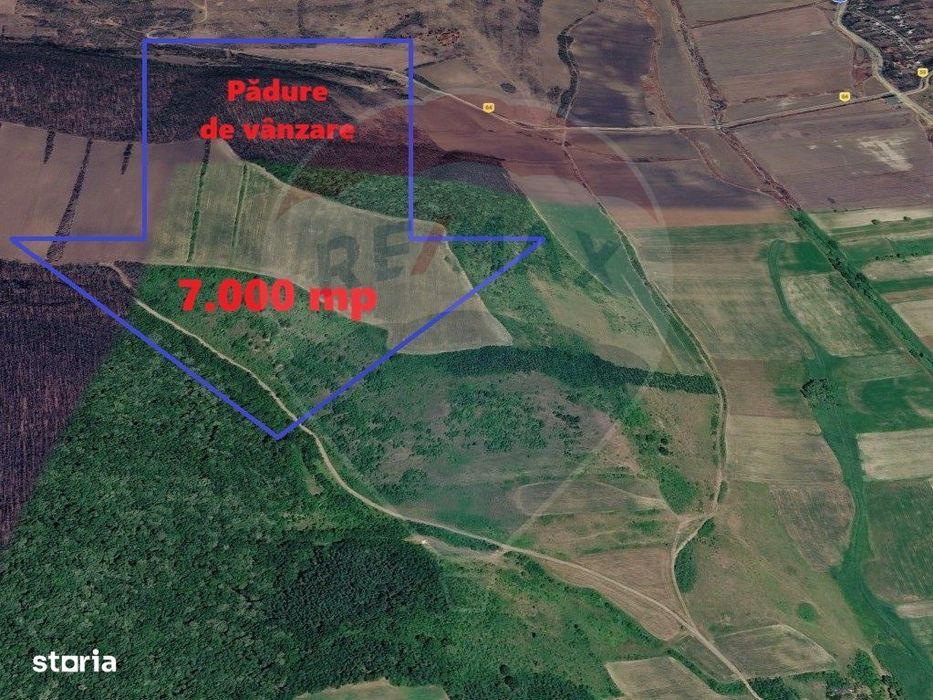Padure de vanzare – 7.000 mp, Dealu Morii, jud. Bacau
