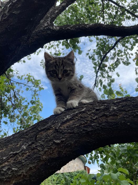 Котенок, кошечка, кошка