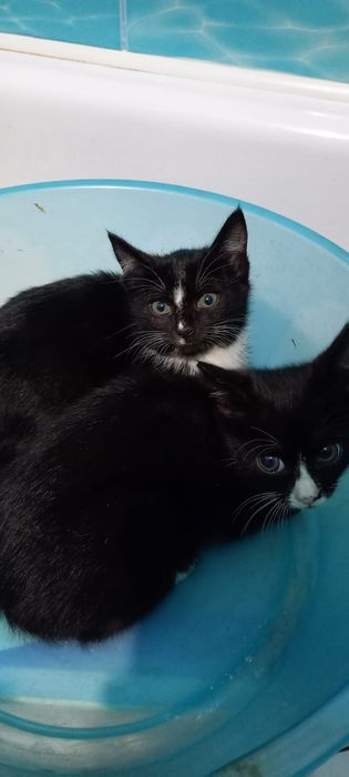 Отдам кошечку и котенка девочку