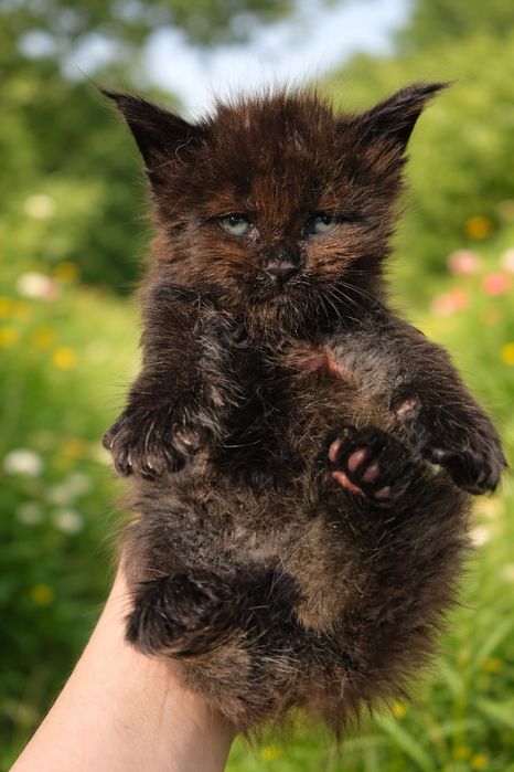 Премиум котята Мейн-кун в Рассрочку