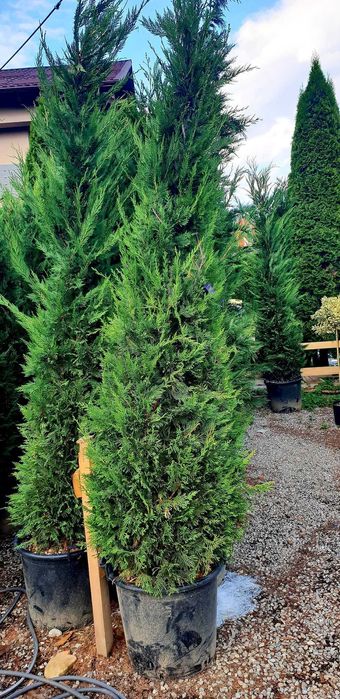 Cupresussocyparis Leylandii