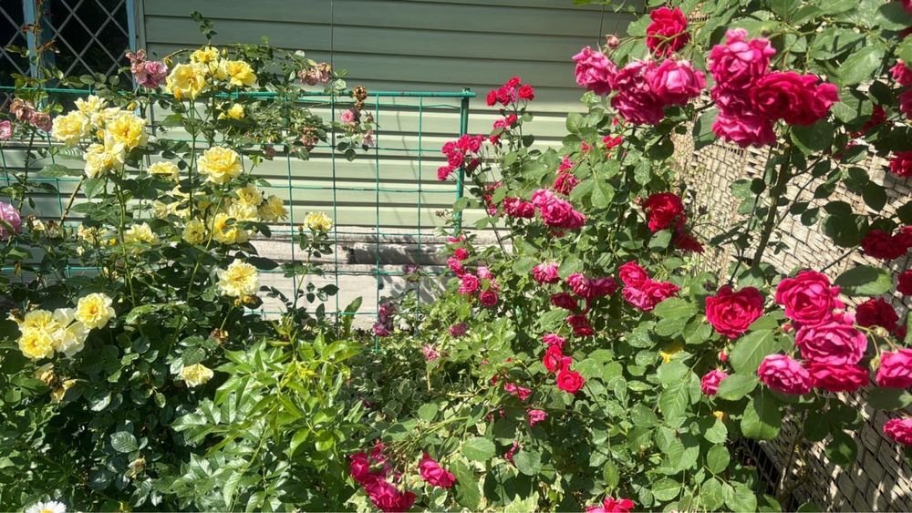 Продаю дачу 10 соток