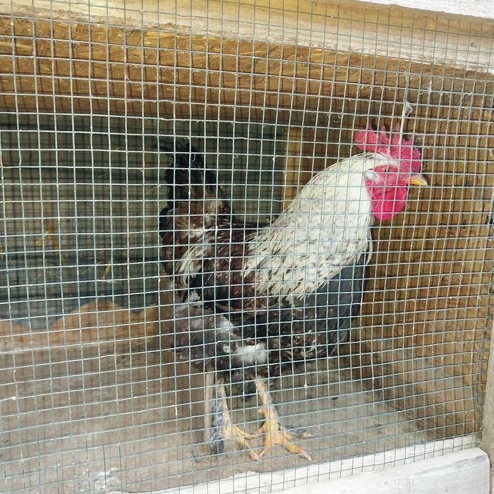 Vand cocoși încălțați și oua de puicute ouatoare