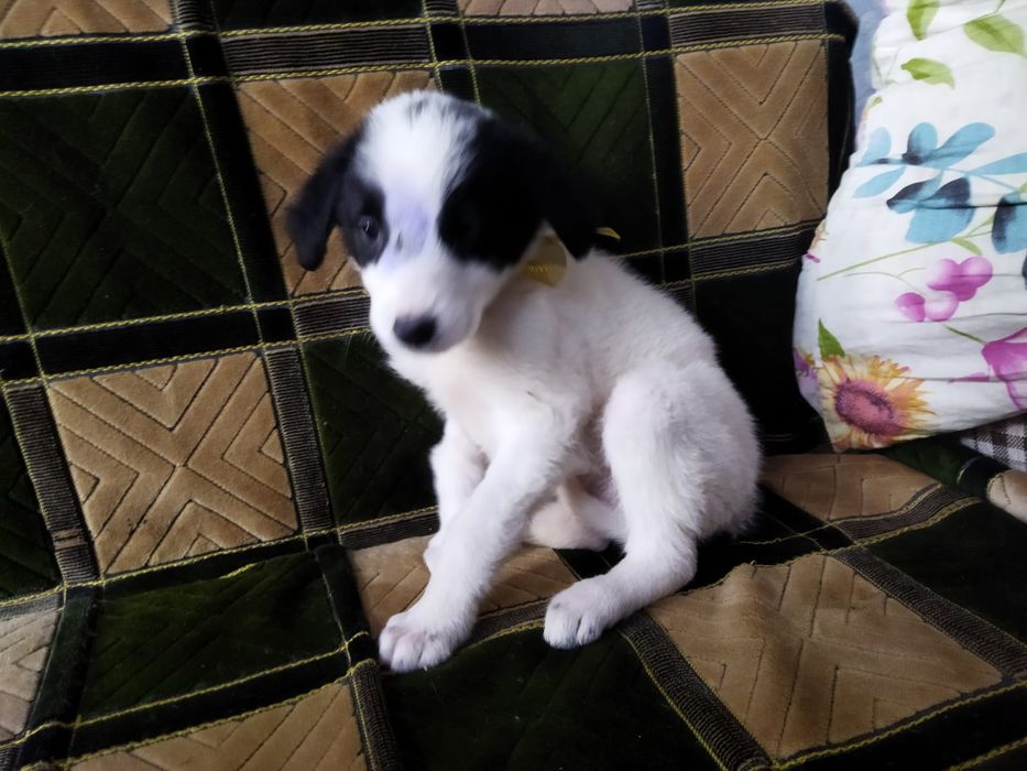 Щенки! В ОПИСАНИЕ!!!