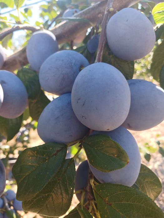 prune Anna Spath