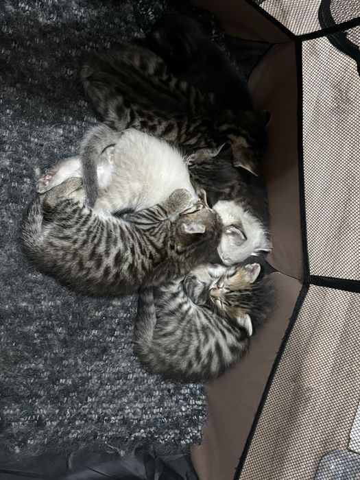 Отдам Котят бесплатно