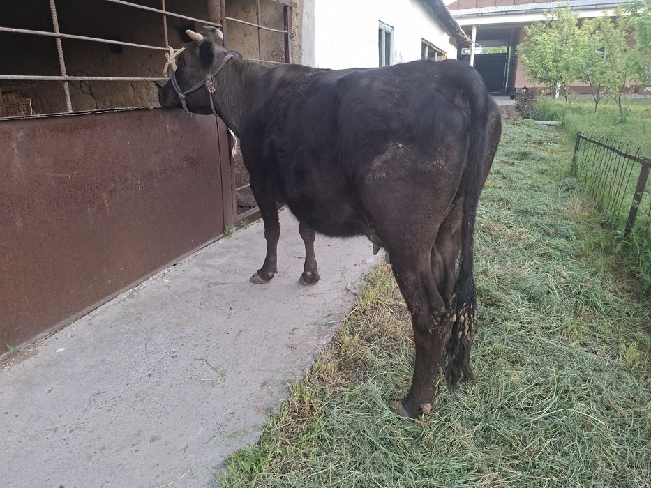 Бұзаулы сиыр сатылады