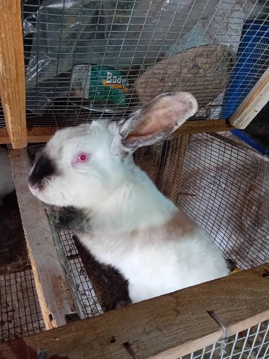 Kалифорнийски и новозеландски зайци - цика