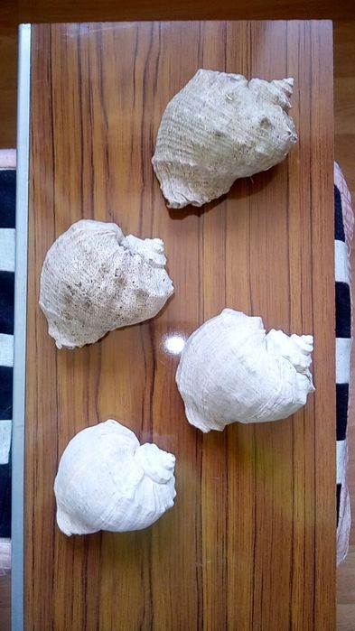 Морские ракушки.