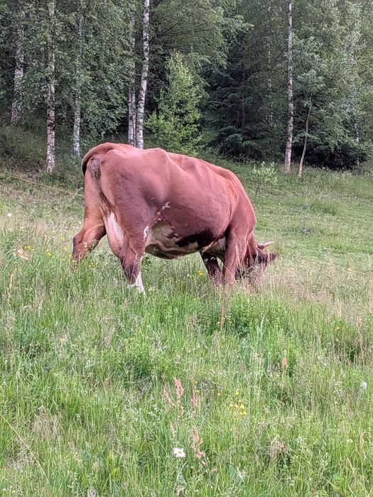 Vaca  de vânzare