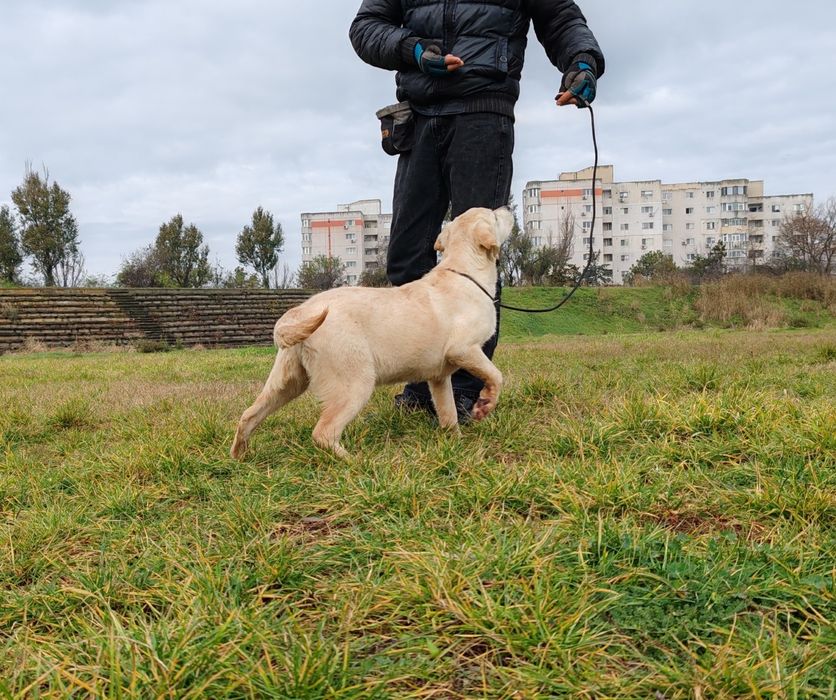 Labrador Retriever felema galbena