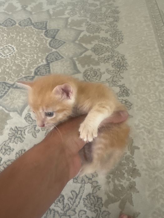 Котёнок британский маленький