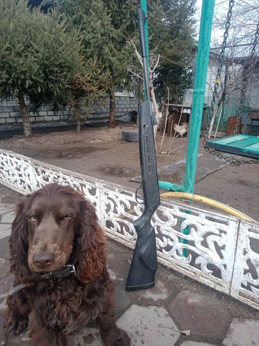 Спаниель кобель для вязки