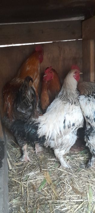 Петухов молодых продаем