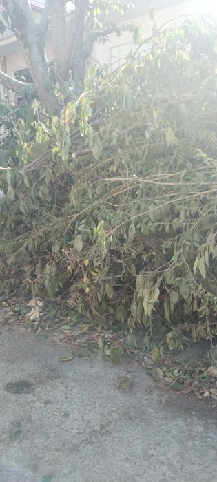 Утин сотилади. Олма ва олча дарахтники.